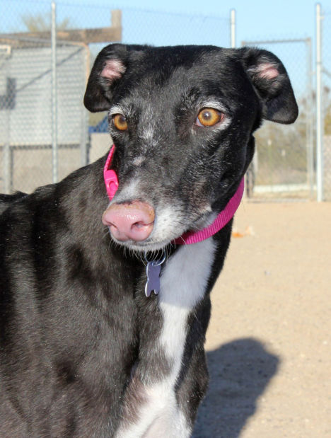 030614-cal-pets-p15