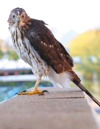 University of Arizona: The Art of Science