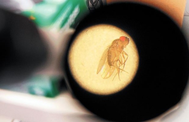 Tiny insects have big role in UA research  