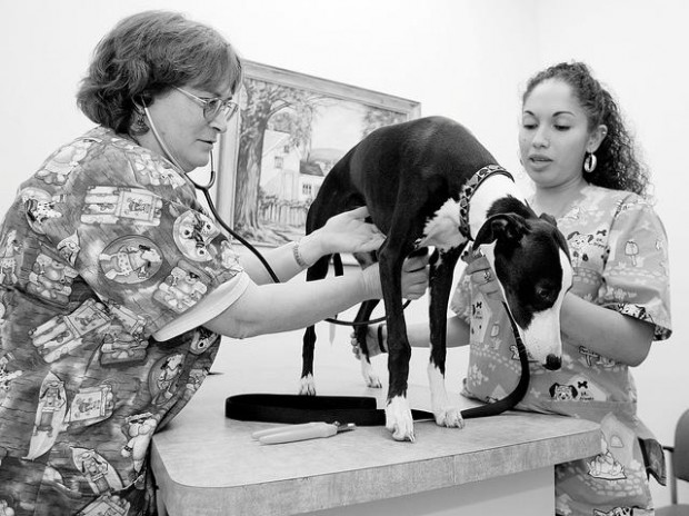 Veterinary clinic fills a void  