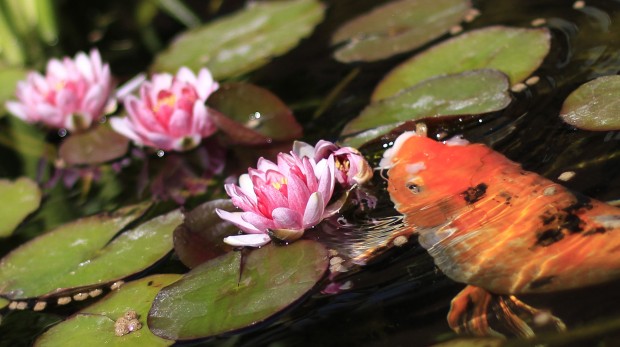 Koi ponds combine beauty, calm   