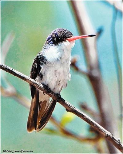 Survey: 5 must-see bird species live in S. Ariz.  