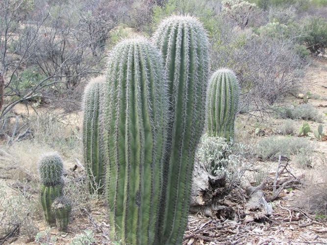 Growing close together