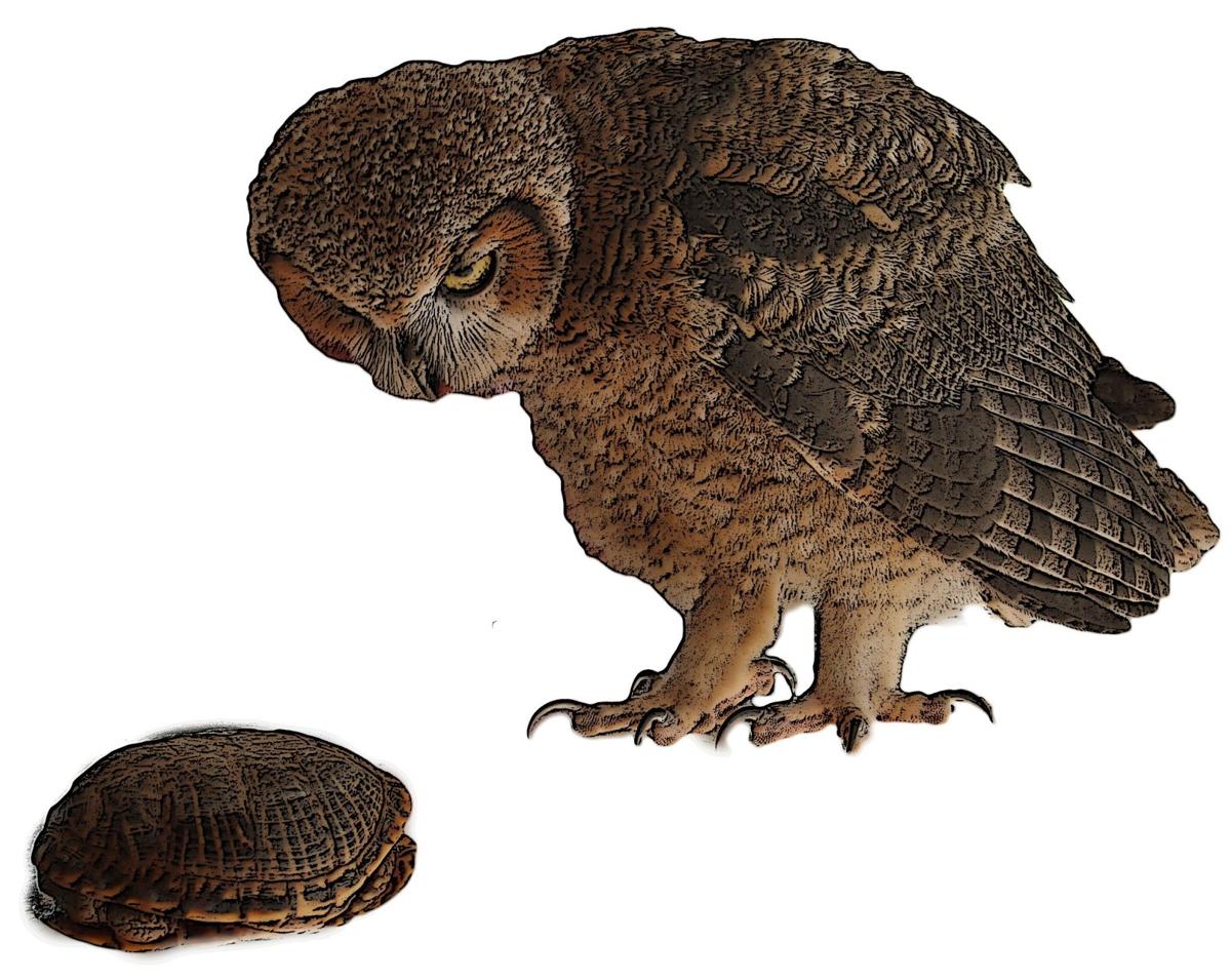 the-owl-and-the-box-turtle-saddlebag-notes-tucson