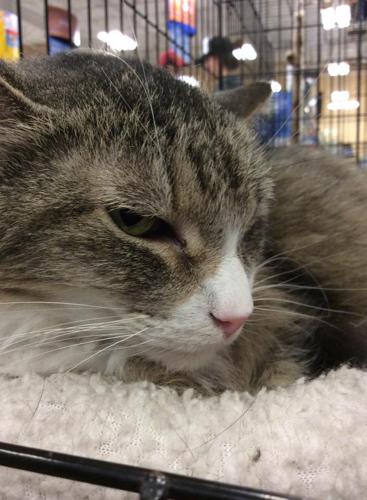 Adopt A Friend: Zelda