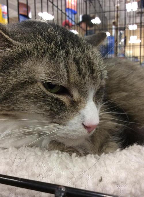 Adopt A Friend: Zelda