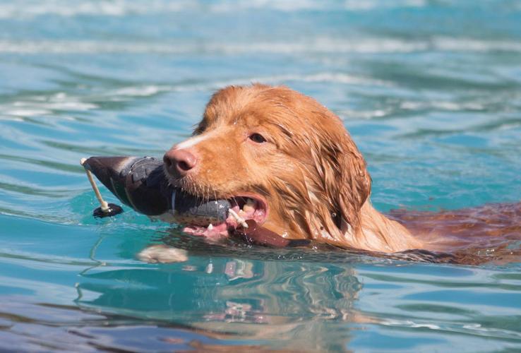 Dock diving dogs to make a splash | Local news | tucson.com