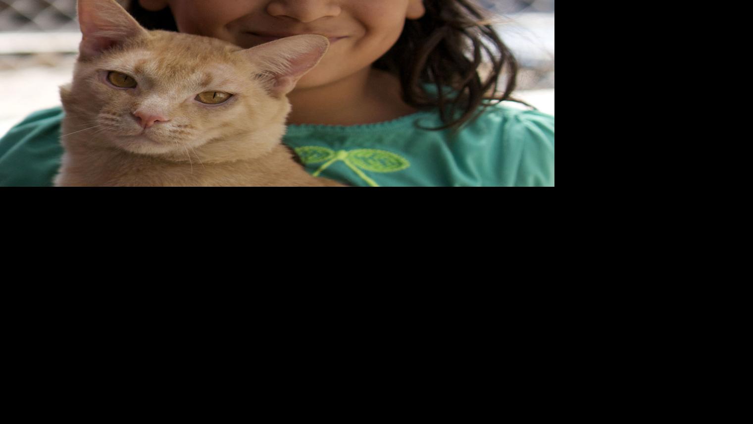 New monthly cat shelter program lets kids play and cuddle with the ...
