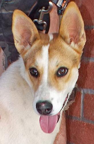 Adopt a Friend: Frankie