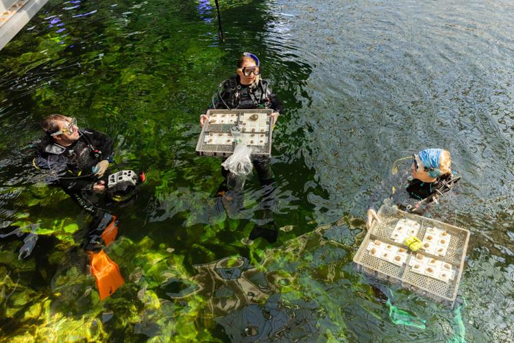 Coral research with Tucson ties shows El Niño growing stronger as planet warms
