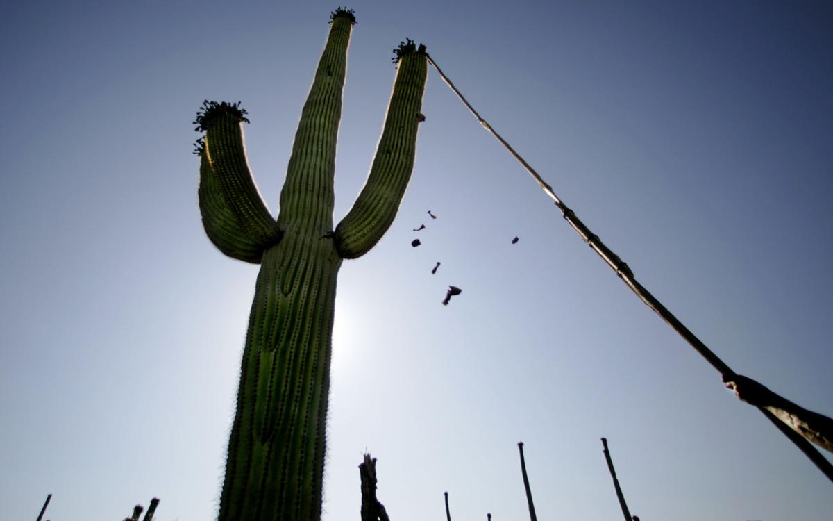 Irregular 'side blooms' on saguaros signify a parched desert, News