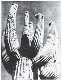 Tales from the Morgue: When a severe freeze hits a Saguaro