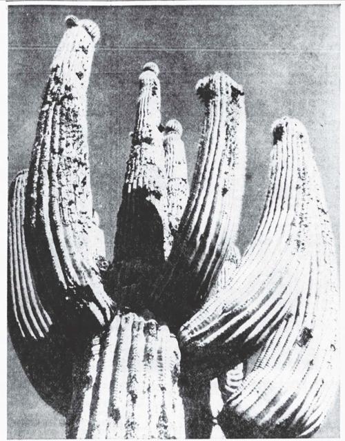 Giants Heal Themselves