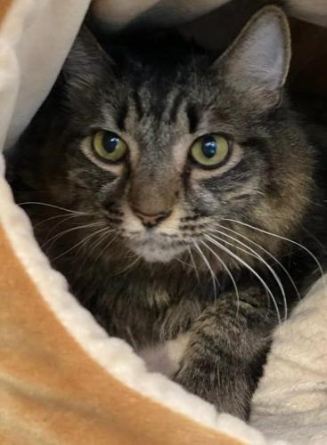 Adopt a friend: Handsome