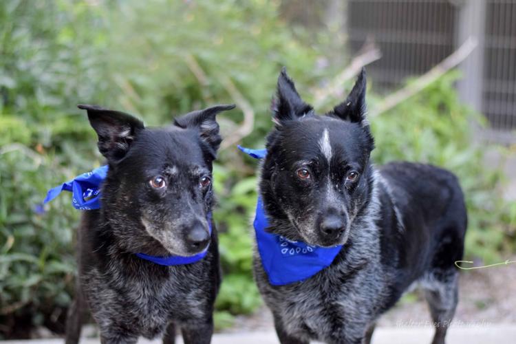 Adopt a friend: Little Bit and Star