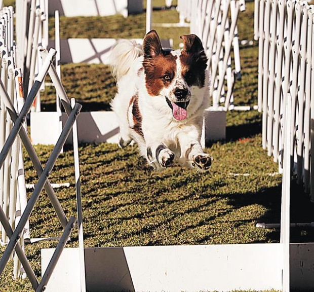 Flyball's fun for canines  