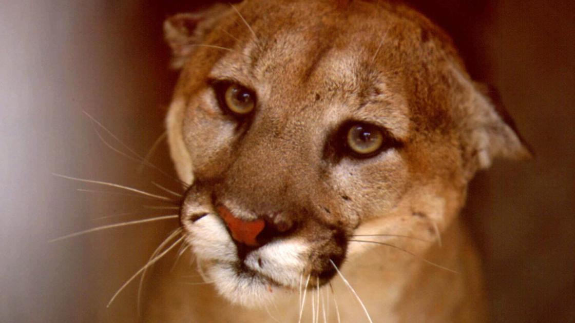 A Mountain Lion Strolls Through Arizona Hospital