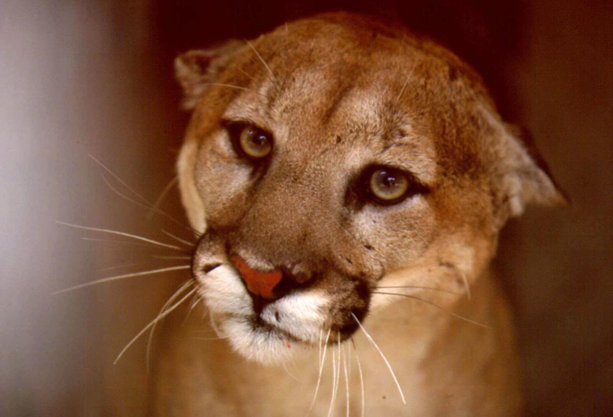 Mountain lions