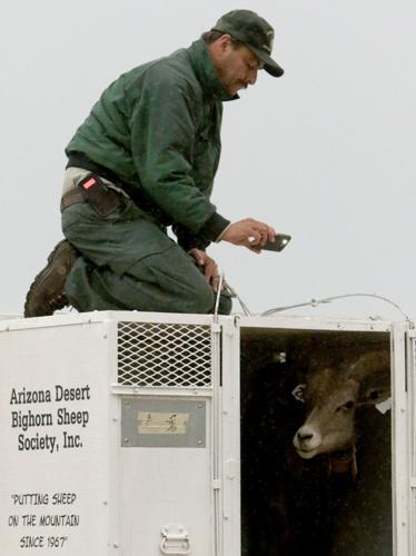 Bighorn Sheep release