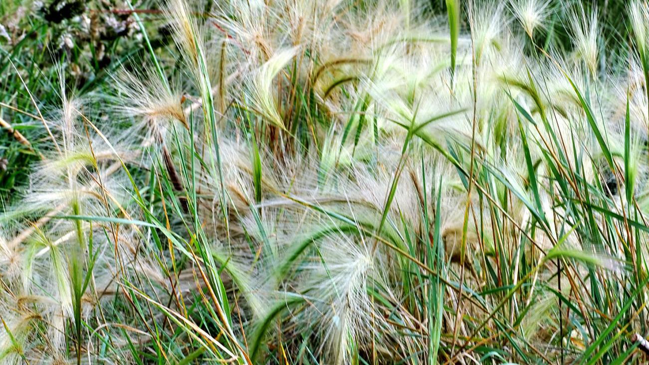 Foxtails Pose Hidden Dangers To Pets Gardensage Tucson Com