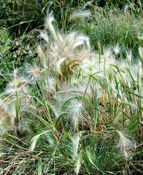 Keep Your Dog Away from Deadly Foxtail Grass This Summer