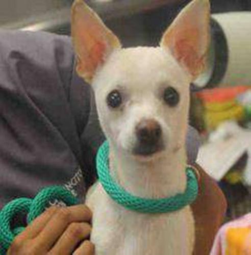 Pima Animal Care Center