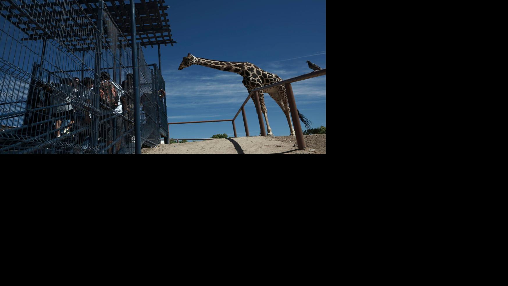 Benito the giraffe is alone and struggling at a small Mexican zoo. Activists want to change that