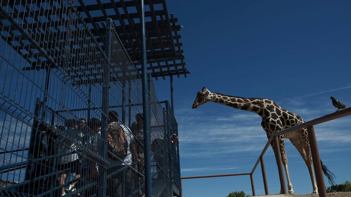 Benito the giraffe is alone and struggling at a small Mexican zoo. Activists want to change that