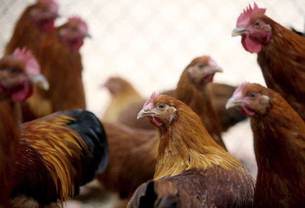 Chickens