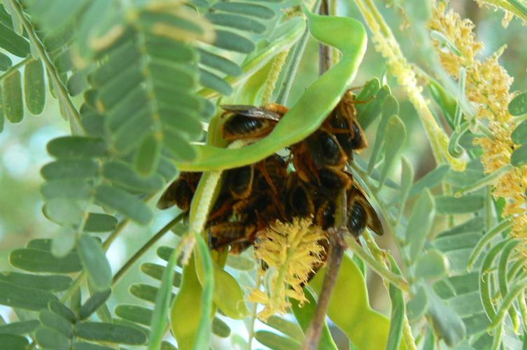 Readers' amazing insects