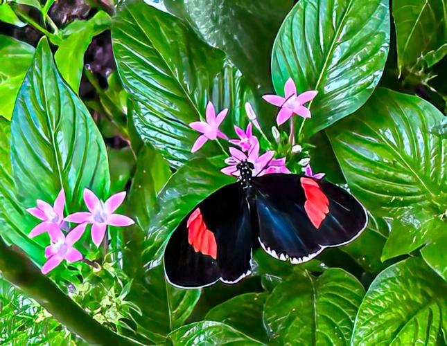 Tom-Stafford-Butterfly.jpg