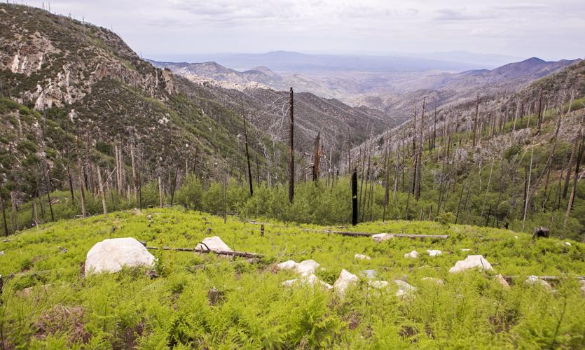Marshall Gulch Trail