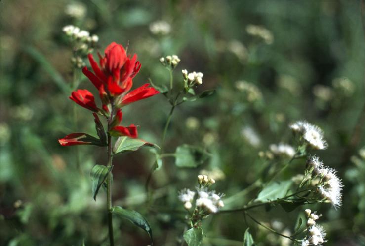 Trails on the eastern slopes of the Santa Catalina Mountains