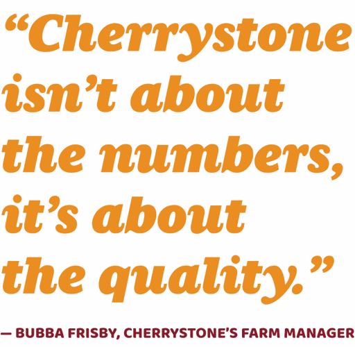 Cherrystone quote