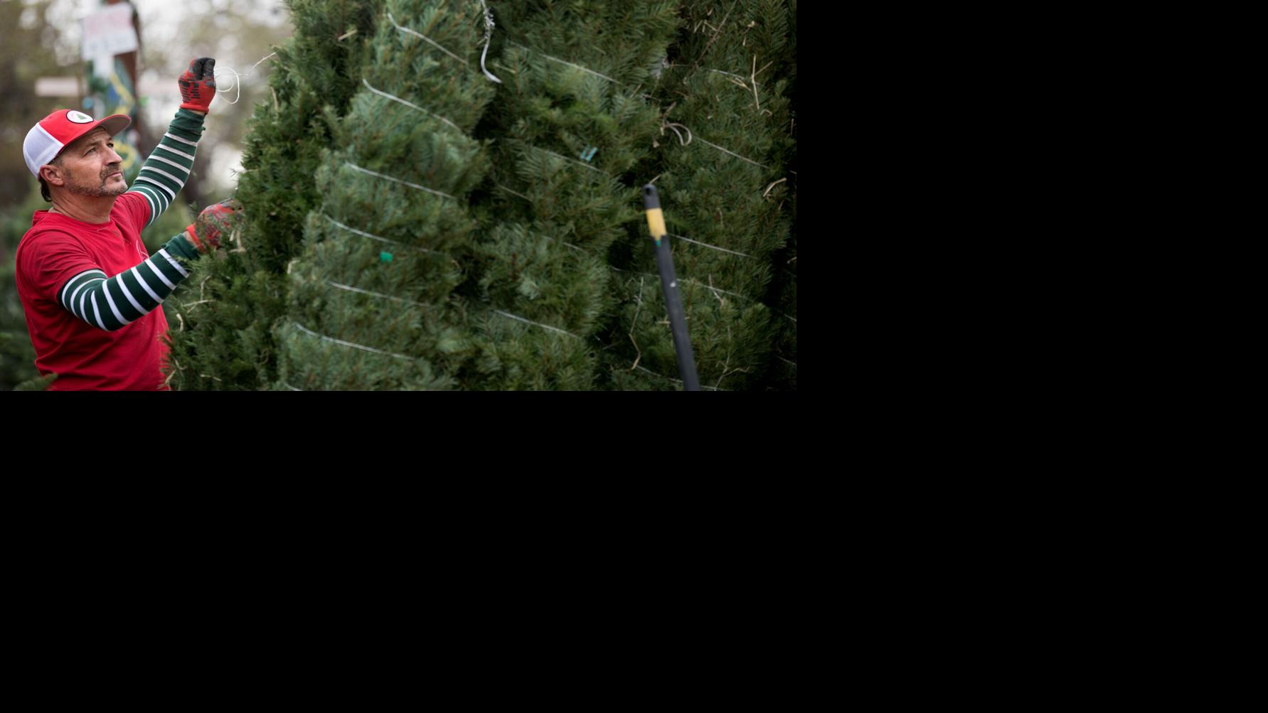 A New Place to Shop for Christmas Trees in Marana