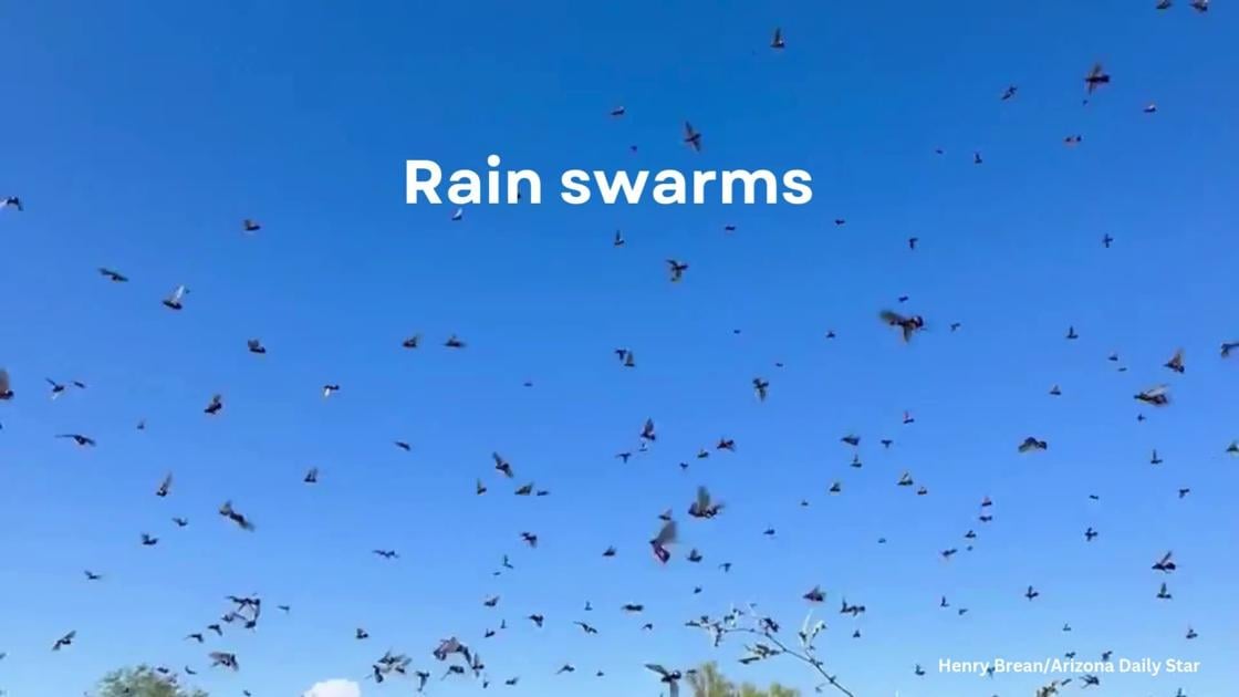 When it rains, they swarm