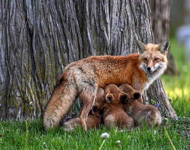 Foxes