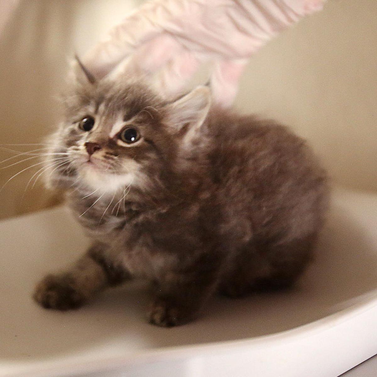 Pima County Animal Care Center Leave Feral Kittens Alone Local