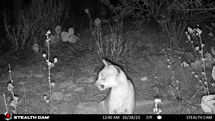 Game camera catches lion pair's return to Sabino Canyon kill scene