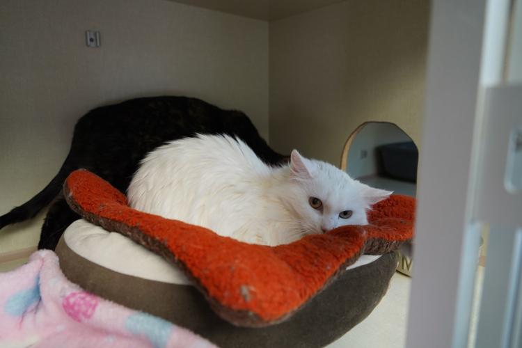 Adopt a friend: Snow