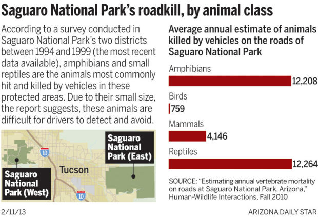 Saguaro road kill 