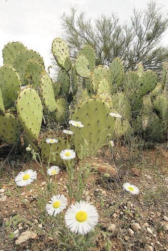 Wildflowers: Grow wild grow free  