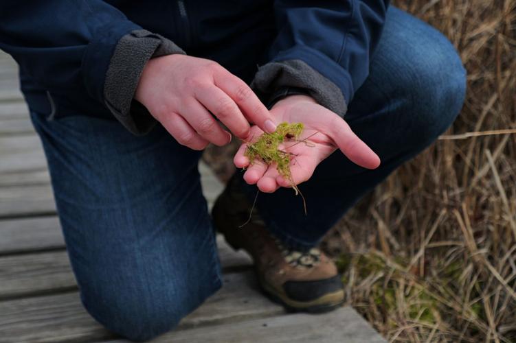 Climate Cranberry Bog Restoration