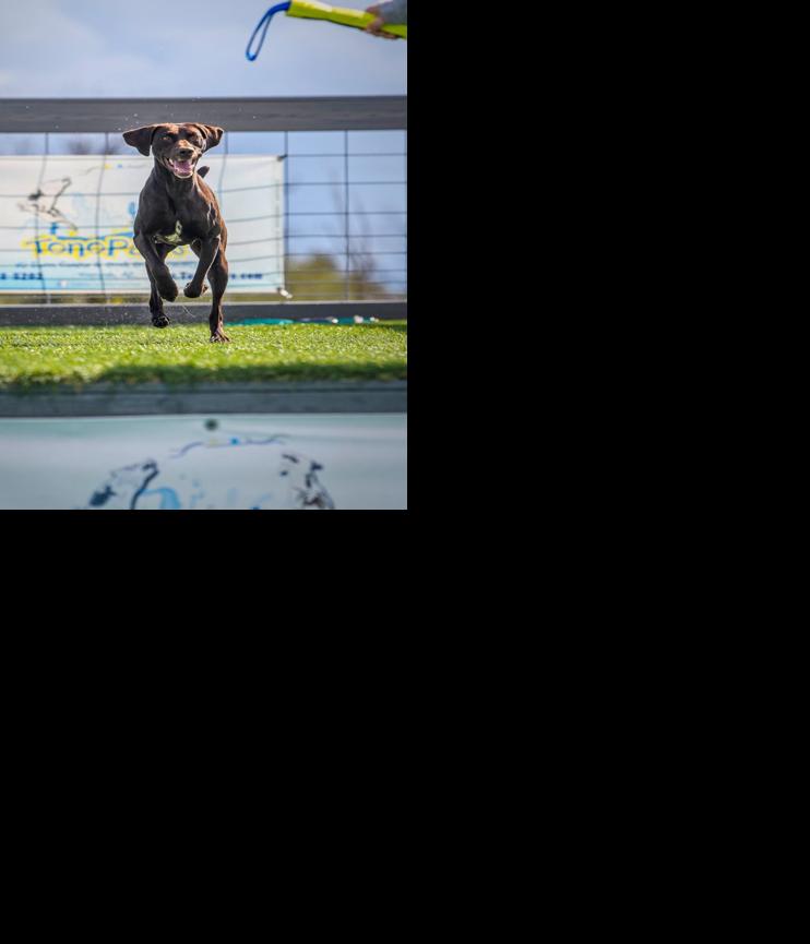 Dog sports- dock diving