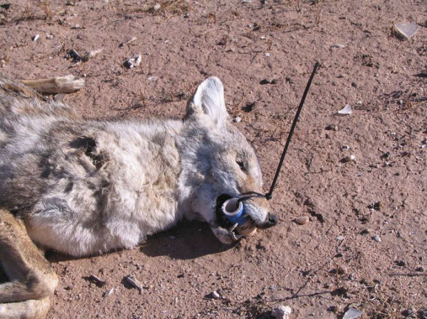 Hunted coyote