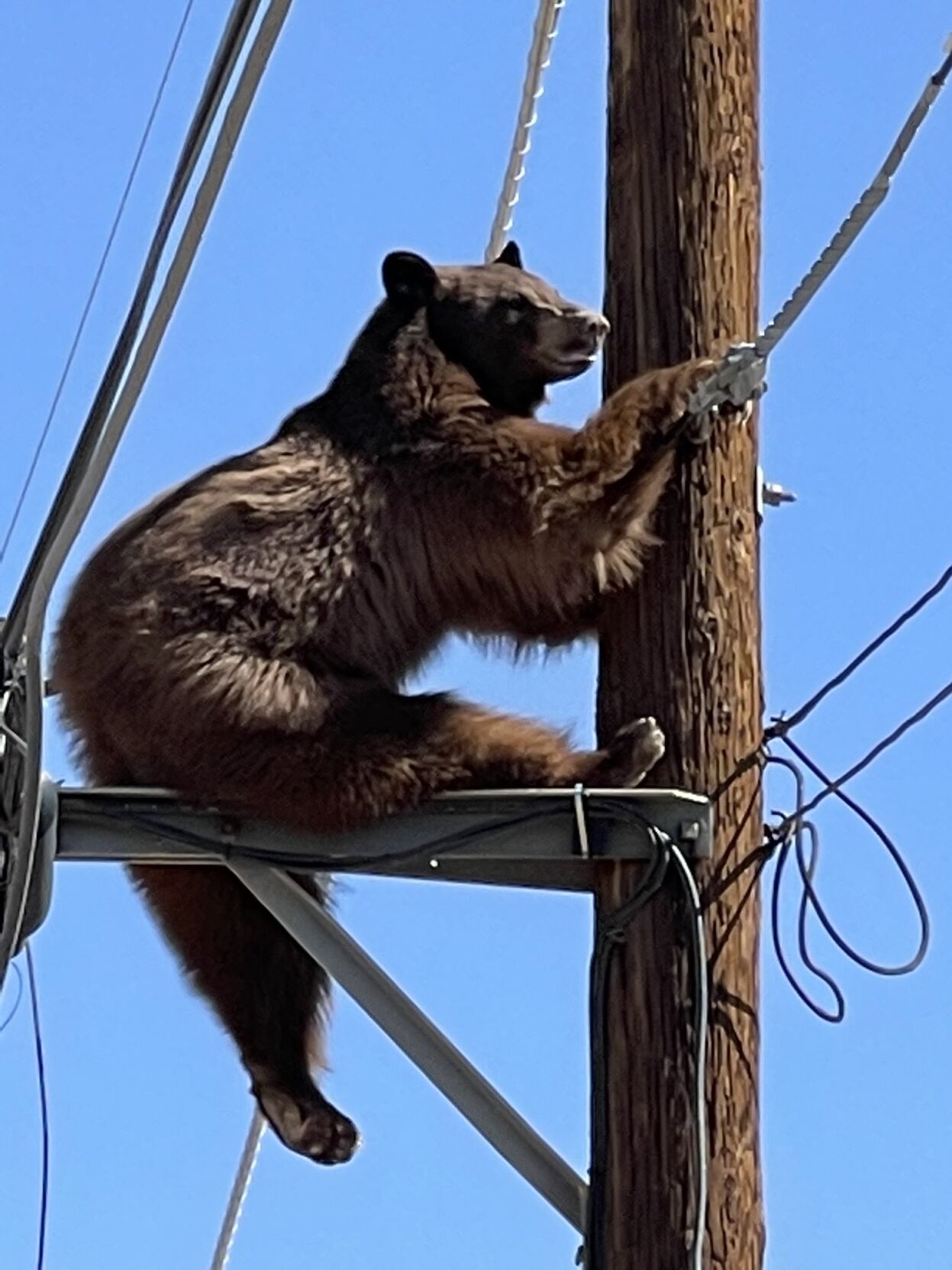 Bear on utility pole