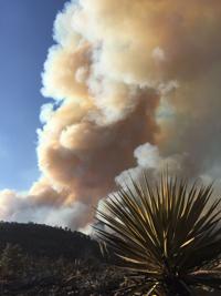 A good year for fire in the Peloncillos