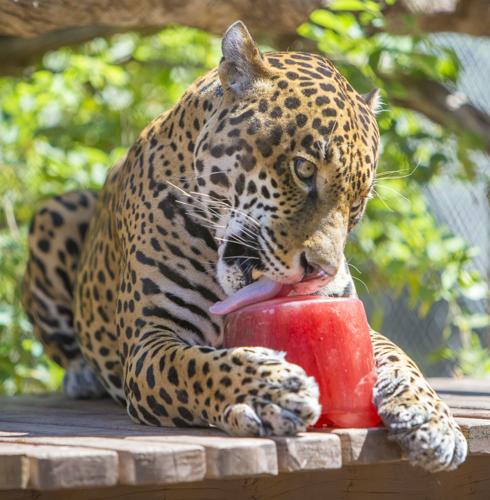 Winter in July Preview -- Wednesday July 12, 2017.  photo