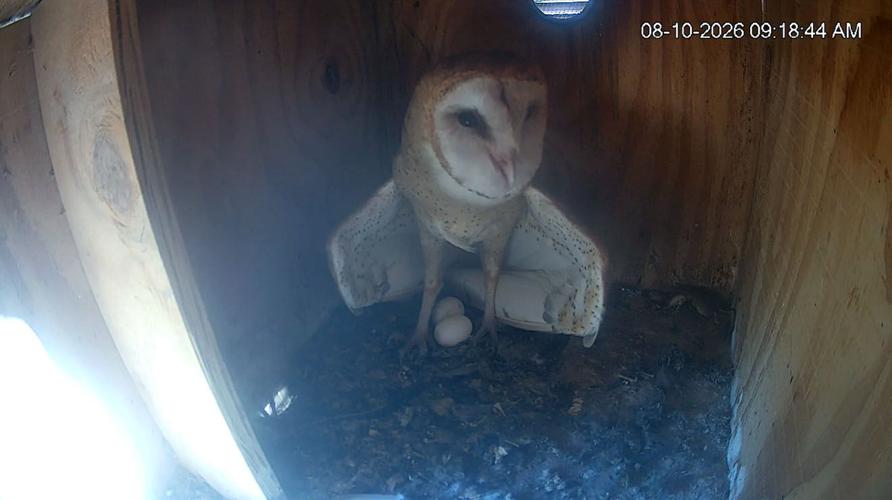 Live nest cam of barn owls in Arizona gets surprise second season