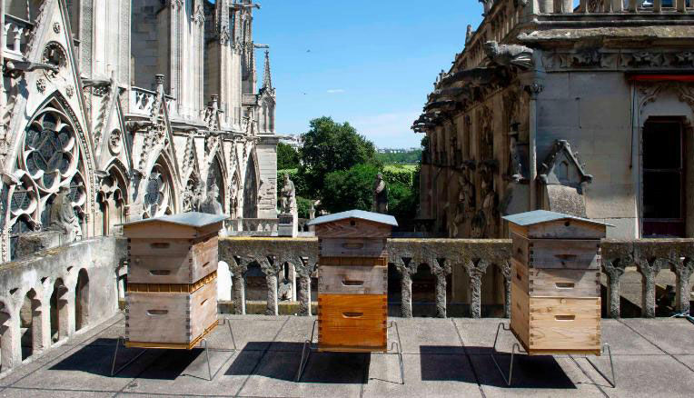 Notre Dame bees